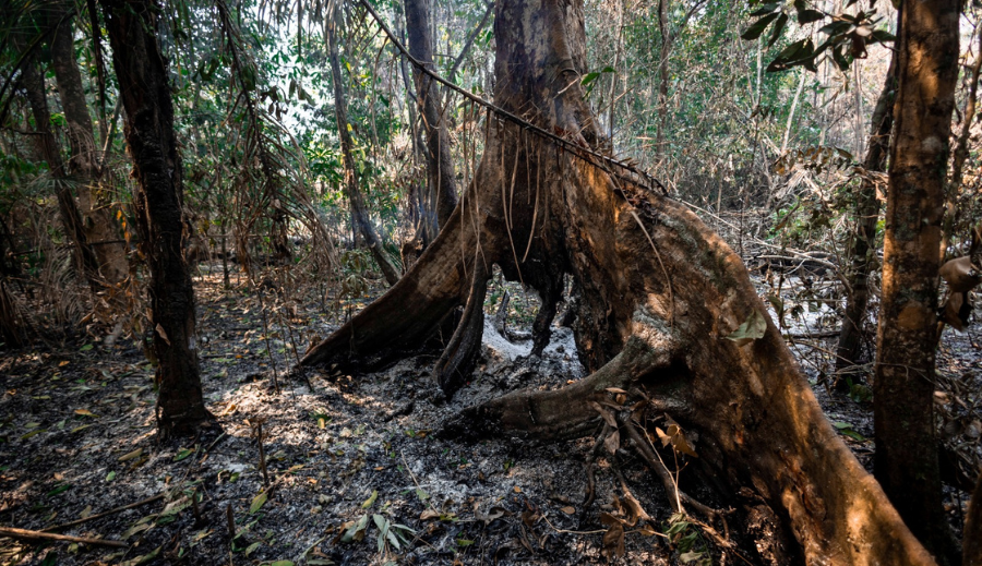 Incêndios florestais causam perda de espécies e queda nos estoques de carbono em até 68% na Amazônia, aponta estudo 